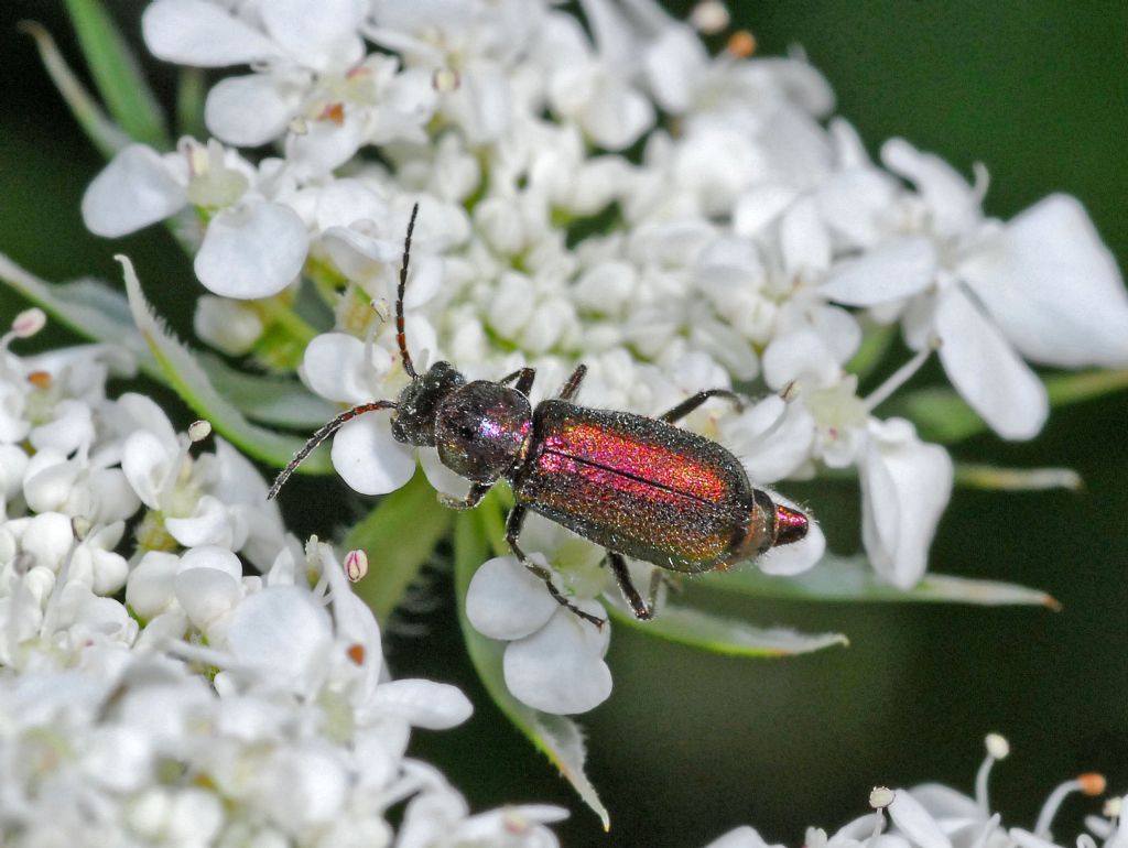 Malachiidae: Clanoptilus barnevillei